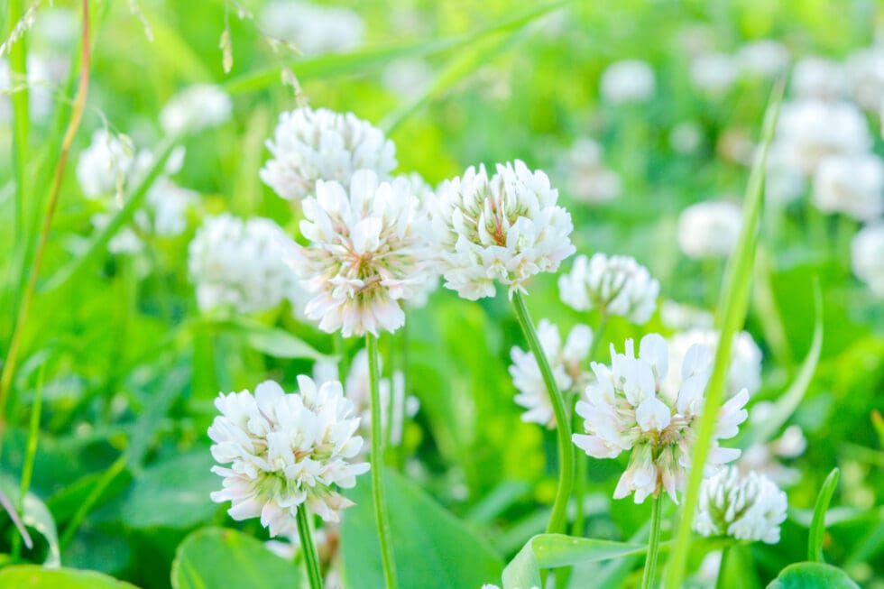 White clover aka Trifolium repens in grass on summer meadow. Close up of shamrock flower in green blurred background. Nectar source flowering plant