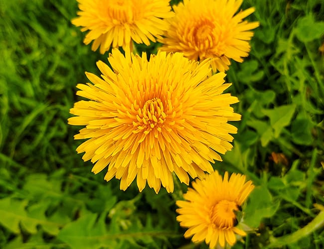 Dandelions in lawn