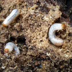 Grubs in dirt