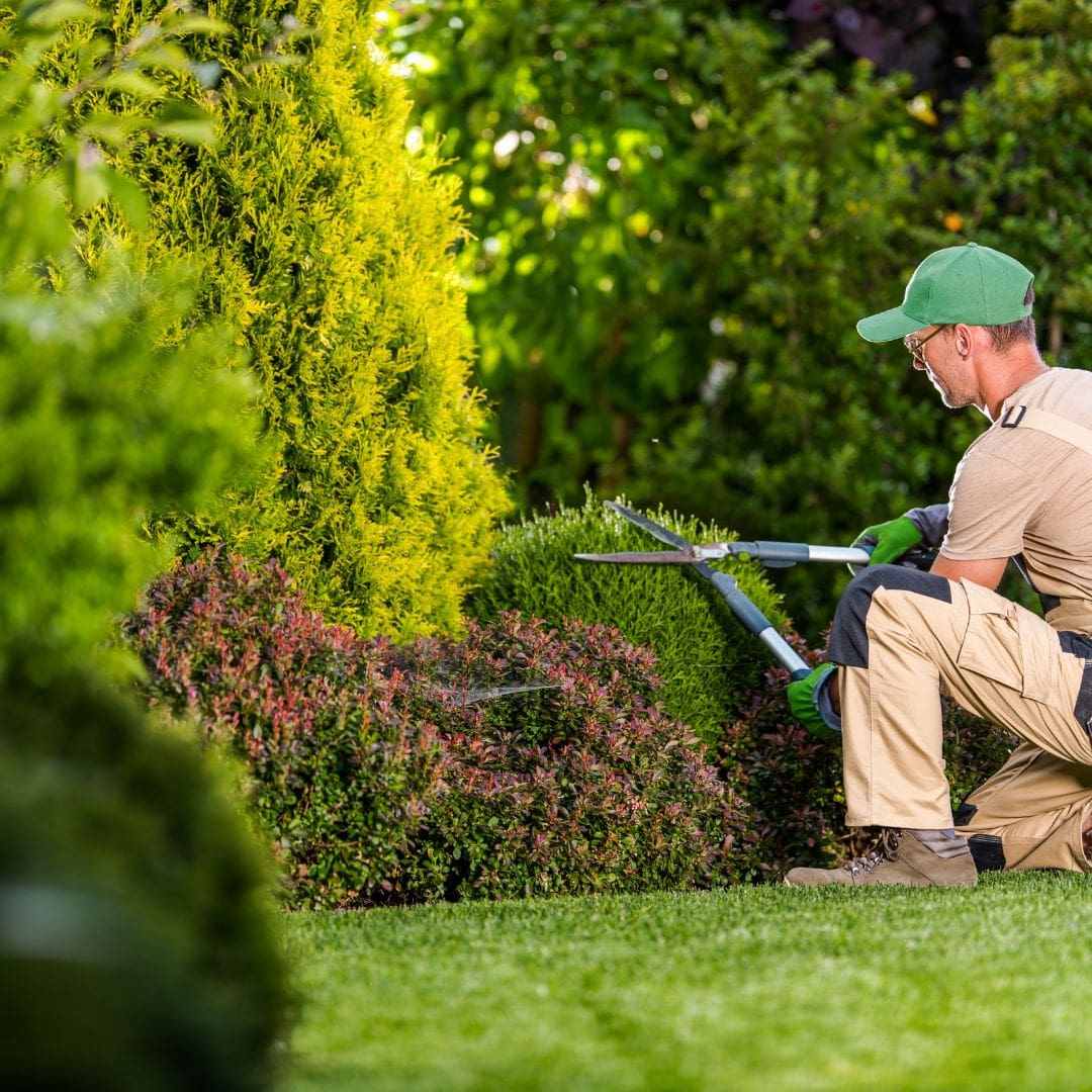 How Green Seasons Lawns Can Meet Your Lawn and Insect Control Needs-blitzimage4
