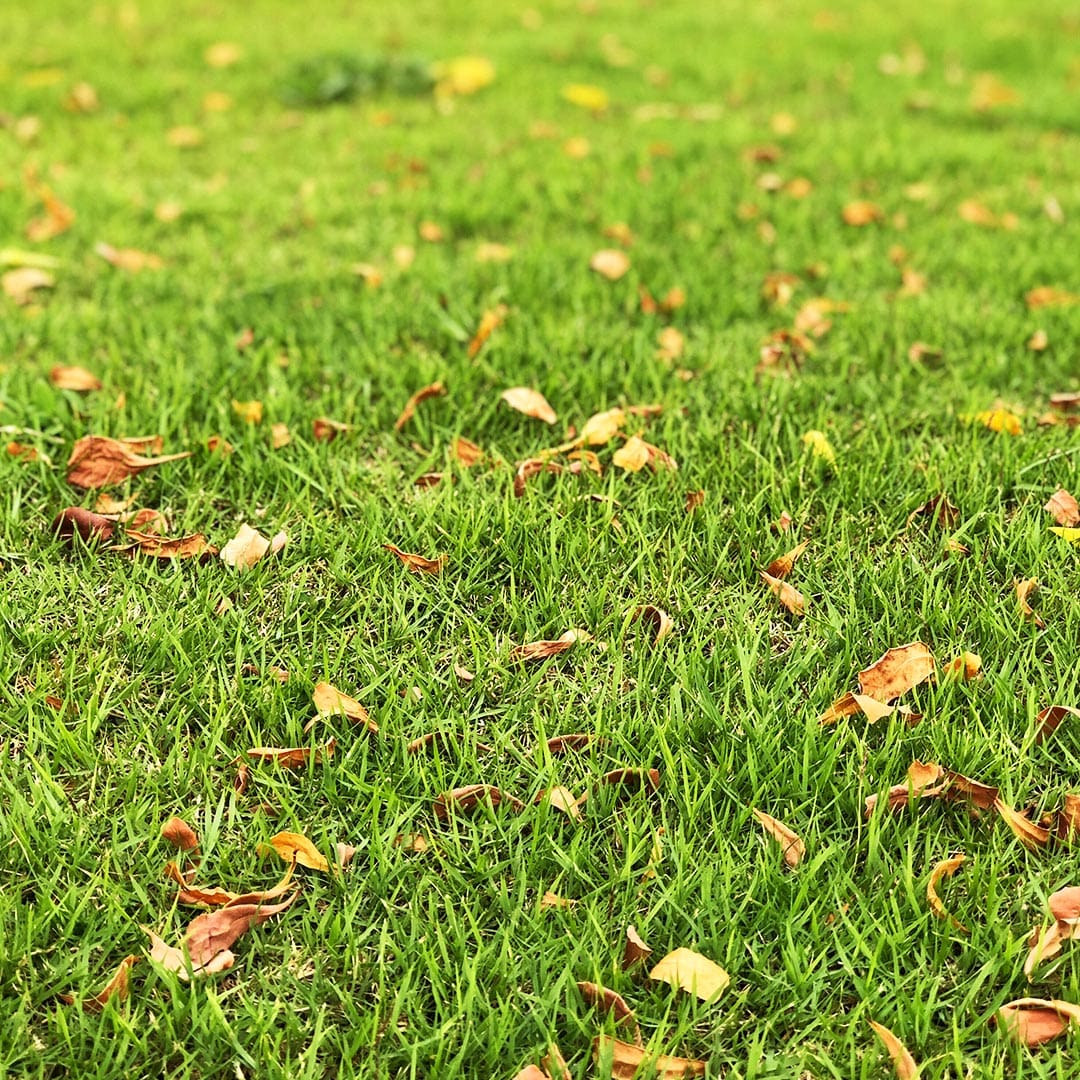 Fall leaves on green grass