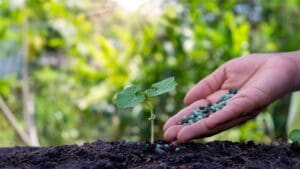 hand holding fertilizer