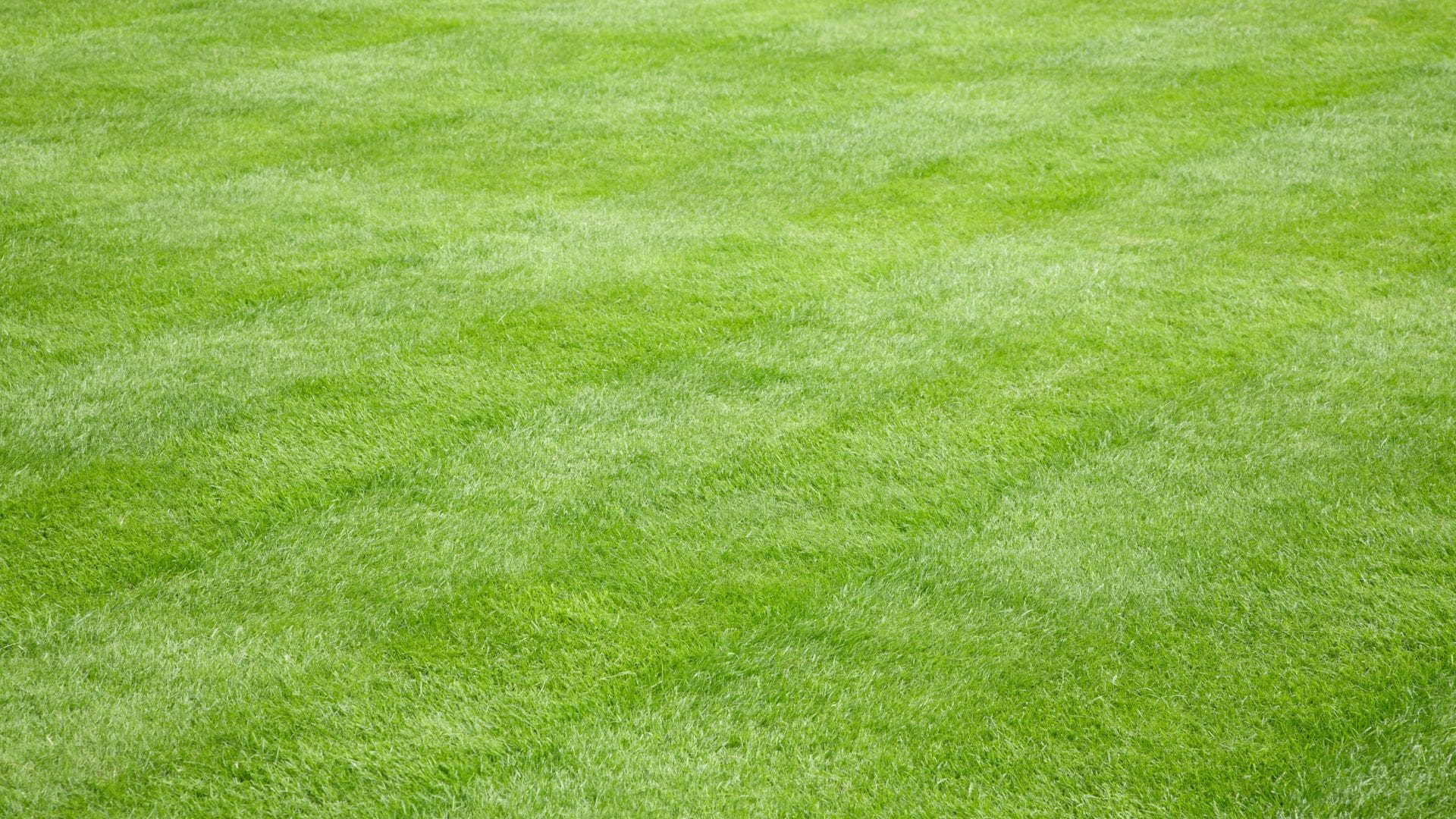 Blog Green Seasons Lawn & Tree Service