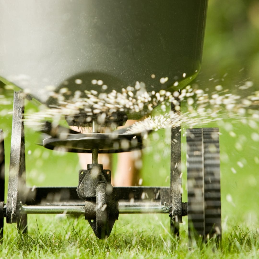 fertilizing a lawn