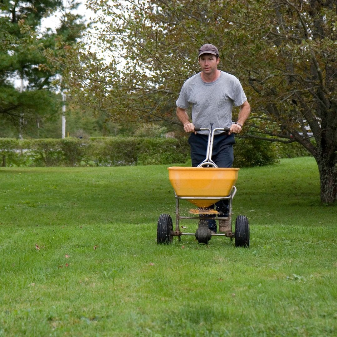person fertilizing a lawn
