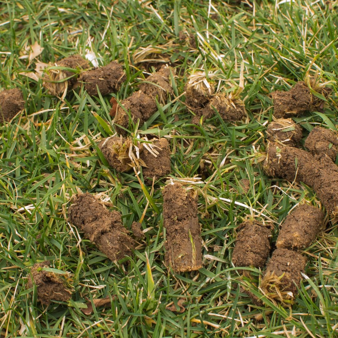 M36092 - Blog - Why You Should Aerate Your Lawns 1