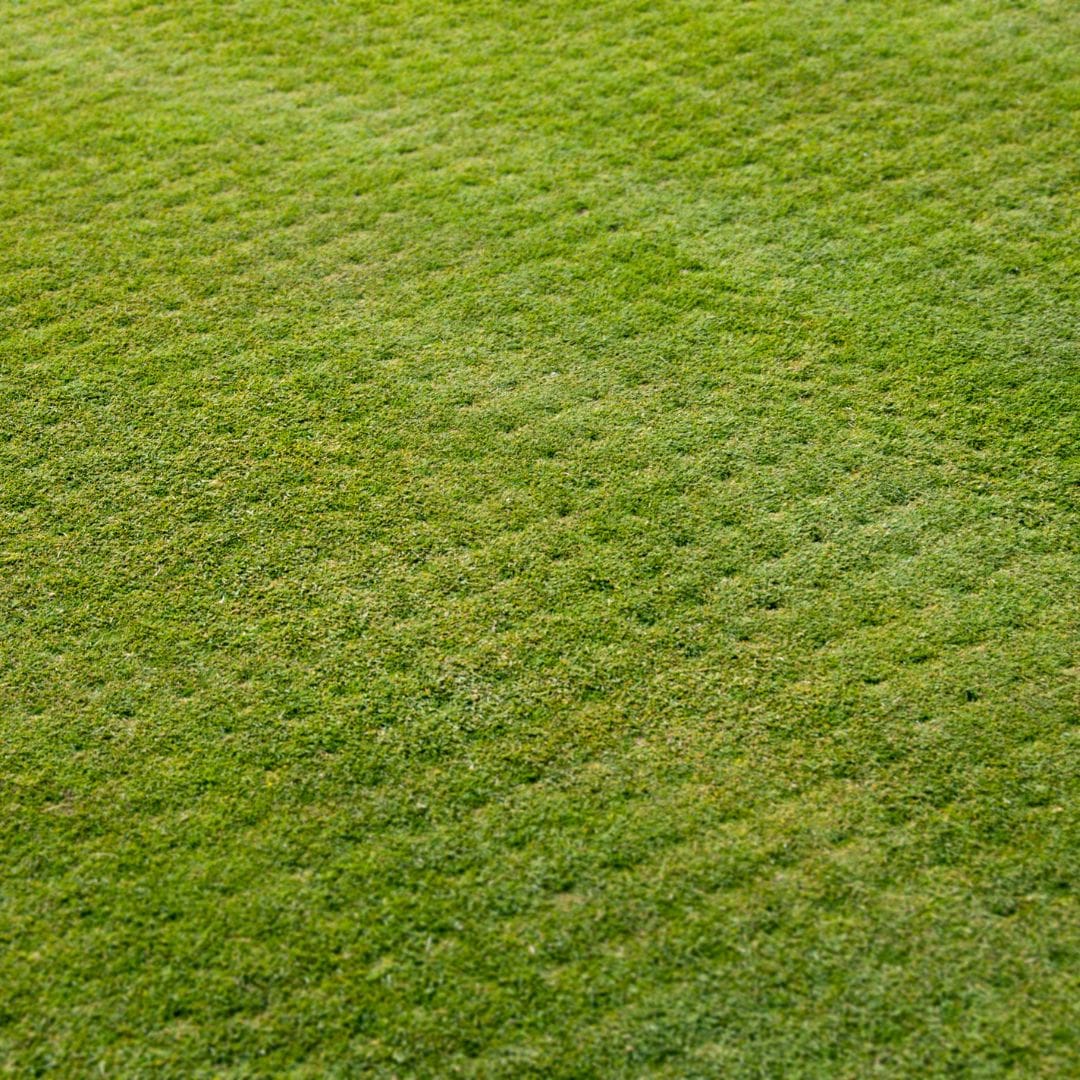 M36092 - Blog - Why You Should Aerate Your Lawns 3