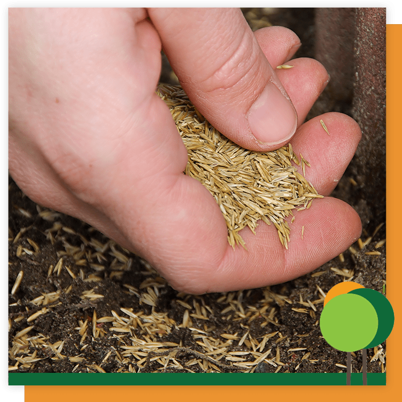 A Guide to Planting, Growing, and Getting Healthy, Green Grass Green