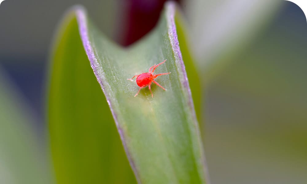 spider mite