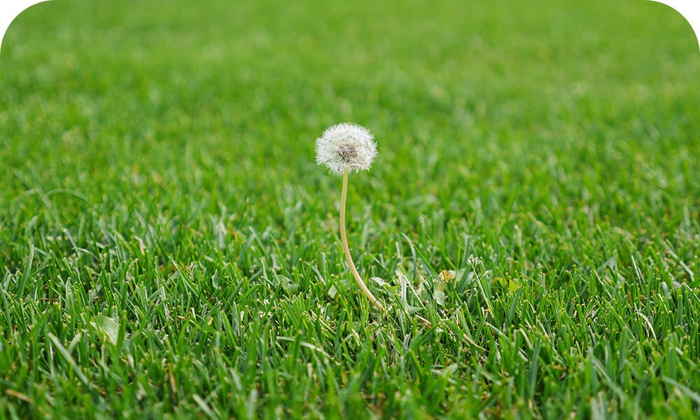 single dandelion on nice lawn