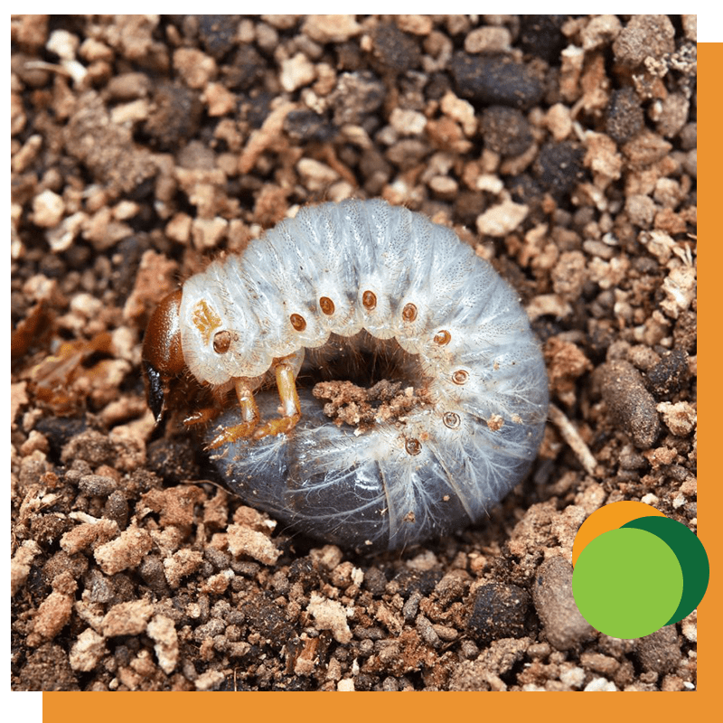 Grub grubs