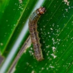 armyworm