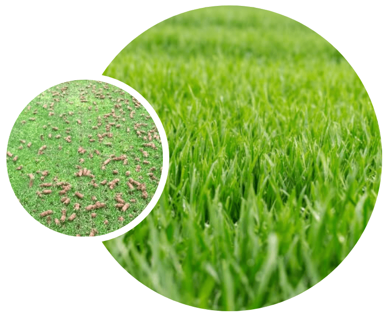 lawn aeration