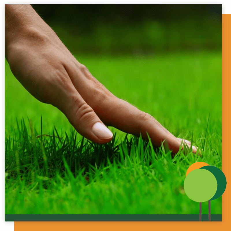 hand touching green grass