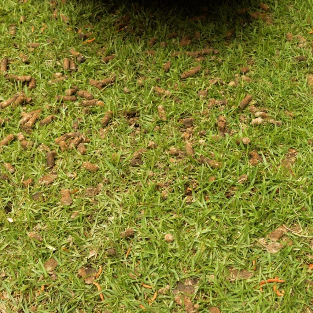 aerated lawn