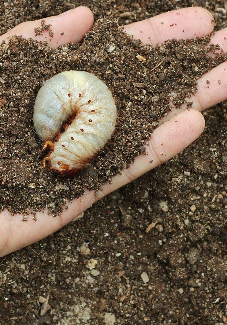 2-pests