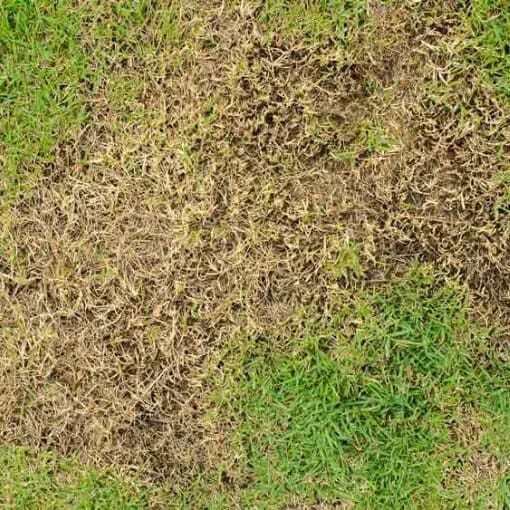 chinch-bug-damage chich big damage
